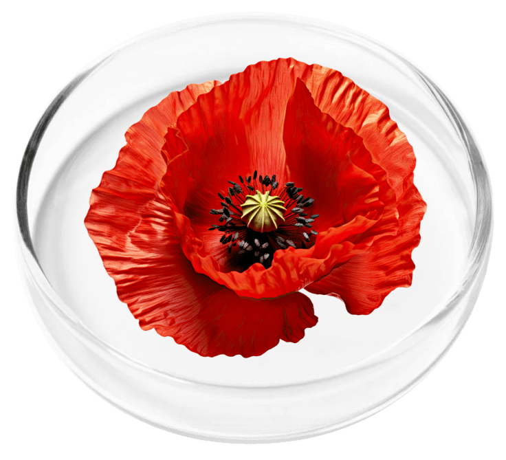 ingredient5-California Poppy Seed